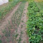 Il segreto di un letto pulito: perché cospargerlo di senape in polvere il-segreto-di-un-letto-pulito-perche-cospargerlo-di-senape.jpg