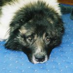 Non solo un gesto: cosa si nasconde nel vostro cane quando "abbraccia" la vostra gamba non-solo-un-gesto-cosa-si-nasconde-nel-vostro-cane.jpg