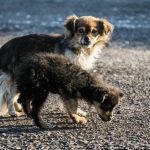 Perché il vostro cane vi segue: eredità evolutiva e tattiche di sopravvivenza perche-il-vostro-cane-vi-segue-eredita-evolutiva-e-tattiche.jpg