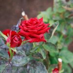 Perché le bucce di banana sono diventate le migliori amiche dei coltivatori di rose: il segreto per una fioritura rigogliosa perche-le-bucce-di-banana-sono-diventate-le-migliori-amiche.jpg