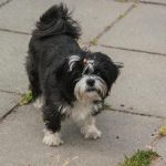 Perché un cane scava il pavimento di casa: un istinto antico che non dorme in una scatola di cemento perche-un-cane-scava-il-pavimento-di-casa-un-istinto.jpg