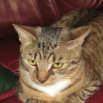 Un gatto solo in casa: come la solitudine influisce sul suo comportamento e sulla sua salute un-gatto-solo-in-casa-come-la-solitudine-influisce-sul.jpg